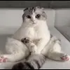 Стикер 45 Кисы #cat #cute #status