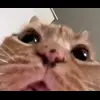Стикер 4 Кисы #cat #cute #status