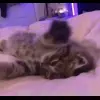 Стикер 42 Кисы #cat #cute #status