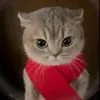Стикер 10 Кисы #cat #cute #status