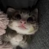 Стикер 20 Кисы #cat #cute #status