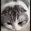 Стикер 56 Кисы #cat #cute #status