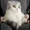 Стикер 55 Кисы #cat #cute #status