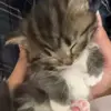 Стикер 25 Кисы #cat #cute #status