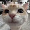 Стикер 19 Кисы #cat #cute #status