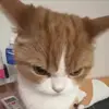 Стикер 9 Кисы #cat #cute #status