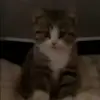 Стикер 15 Кисы #cat #cute #status
