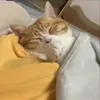 Стикер 33 Кисы #cat #cute #status