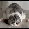 Стикер 57 Кисы #cat #cute #status