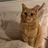 Стикер 5 Кисы #cat #cute #status