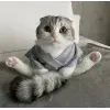 Стикер 61 Кисы #cat #cute #status