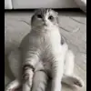 Стикер 54 Кисы #cat #cute #status
