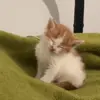 Стикер 41 Кисы #cat #cute #status