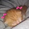 Стикер 23 Кисы #cat #cute #status