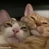 Стикер 35 Кисы #cat #cute #status