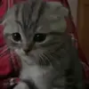 Стикер 16 Кисы #cat #cute #status
