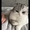 Стикер 44 Кисы #cat #cute #status