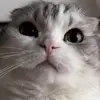 Стикер 53 Кисы #cat #cute #status