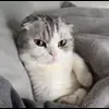 Стикер 49 Кисы #cat #cute #status