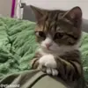 Стикер 40 Кисы #cat #cute #status