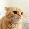 Стикер 8 Кисы #cat #cute #status