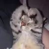 Стикер 24 Кисы #cat #cute #status