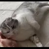 Стикер 47 Кисы #cat #cute #status