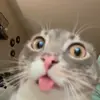 Стикер 2 Кисы #cat #cute #status