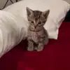 Стикер 26 Кисы #cat #cute #status