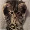 Стикер 21 Кисы #cat #cute #status
