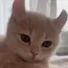 Стикер 29 Кисы #cat #cute #status