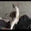 Стикер 58 Кисы #cat #cute #status