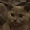 Стикер 14 Кисы #cat #cute #status