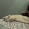 Стикер 43 Кисы #cat #cute #status
