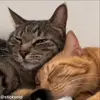 Стикер 34 Кисы #cat #cute #status