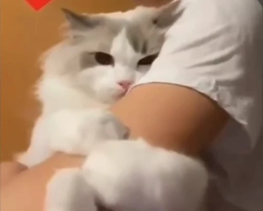 🐈 Стикер «котики для котят» для Telegram