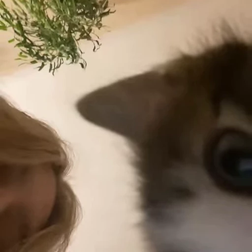 🐈 Стикер «котики для котят» для Telegram