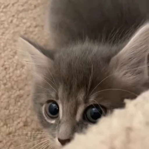 🐈 Стикер «котики для котят» для Telegram