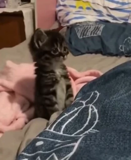 🐈 Стикер «котики для котят» для Telegram
