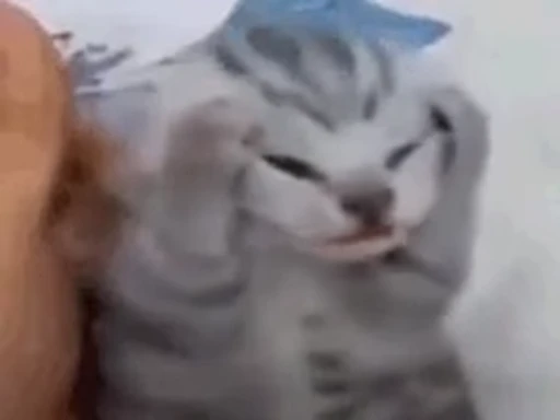 🐈 Стикер «котики для котят» для Telegram