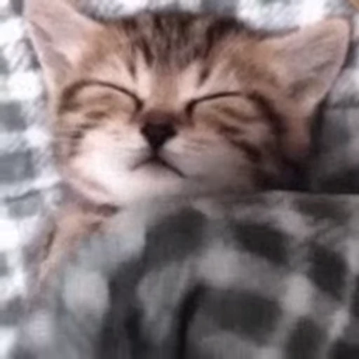 🐈 Стикер «котики для котят» для Telegram