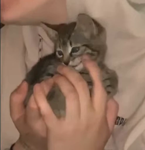 🐈 Стикер «котики для котят» для Telegram