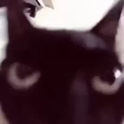 🐈 Стикер «котики для котят» для Telegram