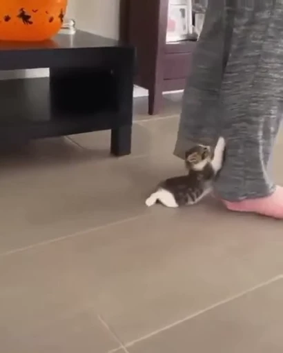 🐈 Стикер «котики для котят» для Telegram