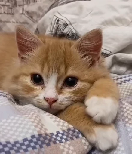 🐈 Стикер «котики для котят» для Telegram