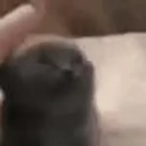 🐈 Стикер «котики для котят» для Telegram
