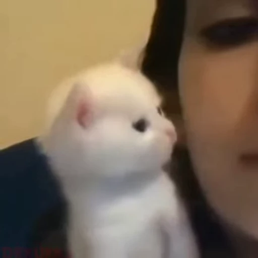 🐈 Стикер «котики для котят» для Telegram