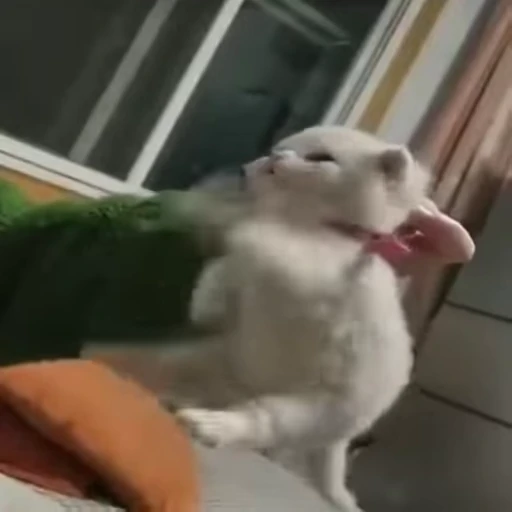 🐈 Стикер «котики для котят» для Telegram