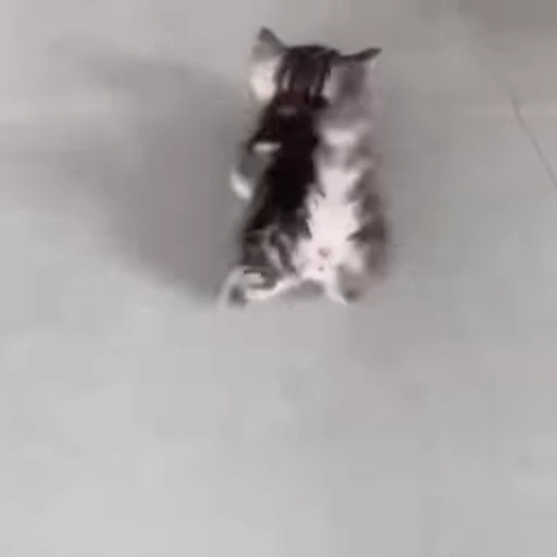 🐈 Стикер «котики для котят» для Telegram