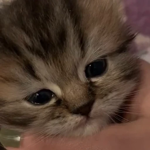 🐈 Стикер «котики для котят» для Telegram
